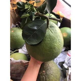 Bưởi Da Xanh 60k/kg