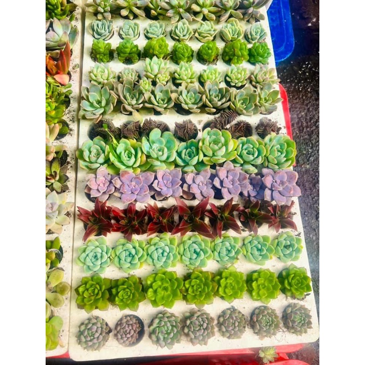 COMBO 5 Cây Sen Đá Mini (Mix Ngẫu Nhiên Không Trùng) - Sen Đá Trang Trí Bàn Học, Nhà Cửa,...[5 SEN ĐÁ]