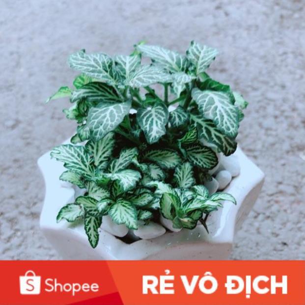 Chậu Cẩm Nhung Xanh