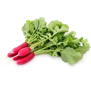 Hạt giống củ cải anh đào dài 100h