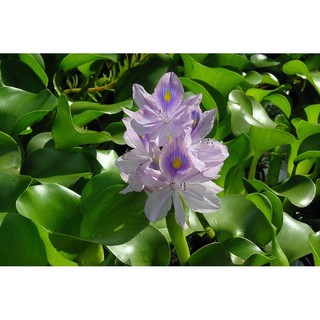 Lục Bình - Bèo Tây - cây bèo thủy sinh giúp làm sạch nước bể cá, hồ cá koi, bể non bộ