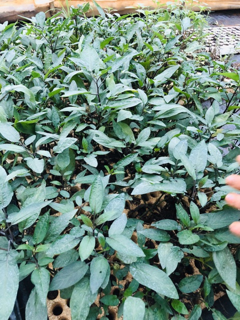 Chậu dưa PEPINO Tím