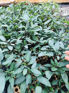 Chậu dưa PEPINO Tím (chậu lớn)