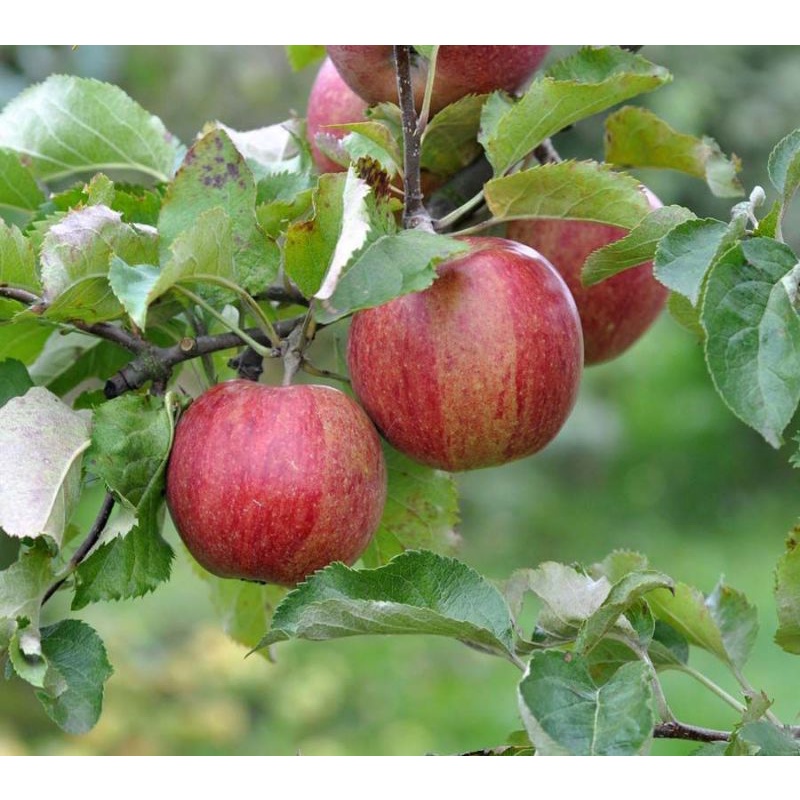 Cây Táo Mật Giống Ra Trái Sau 1 Năm Trồng