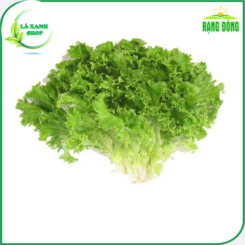 Hạt giống Xà Lách Xoăn Xanh Chịu Nhiệt Trồng Quanh Năm, Sinh Trưởng Tốt (gói 5 gram) - Hạt giống Rạng Đông