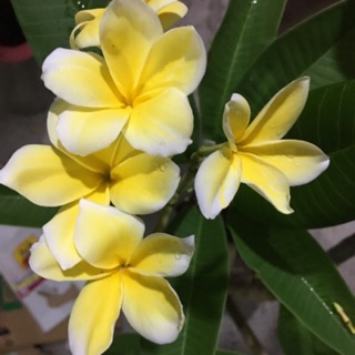 Cây hoa sứ đại vàng hoa rất thơm