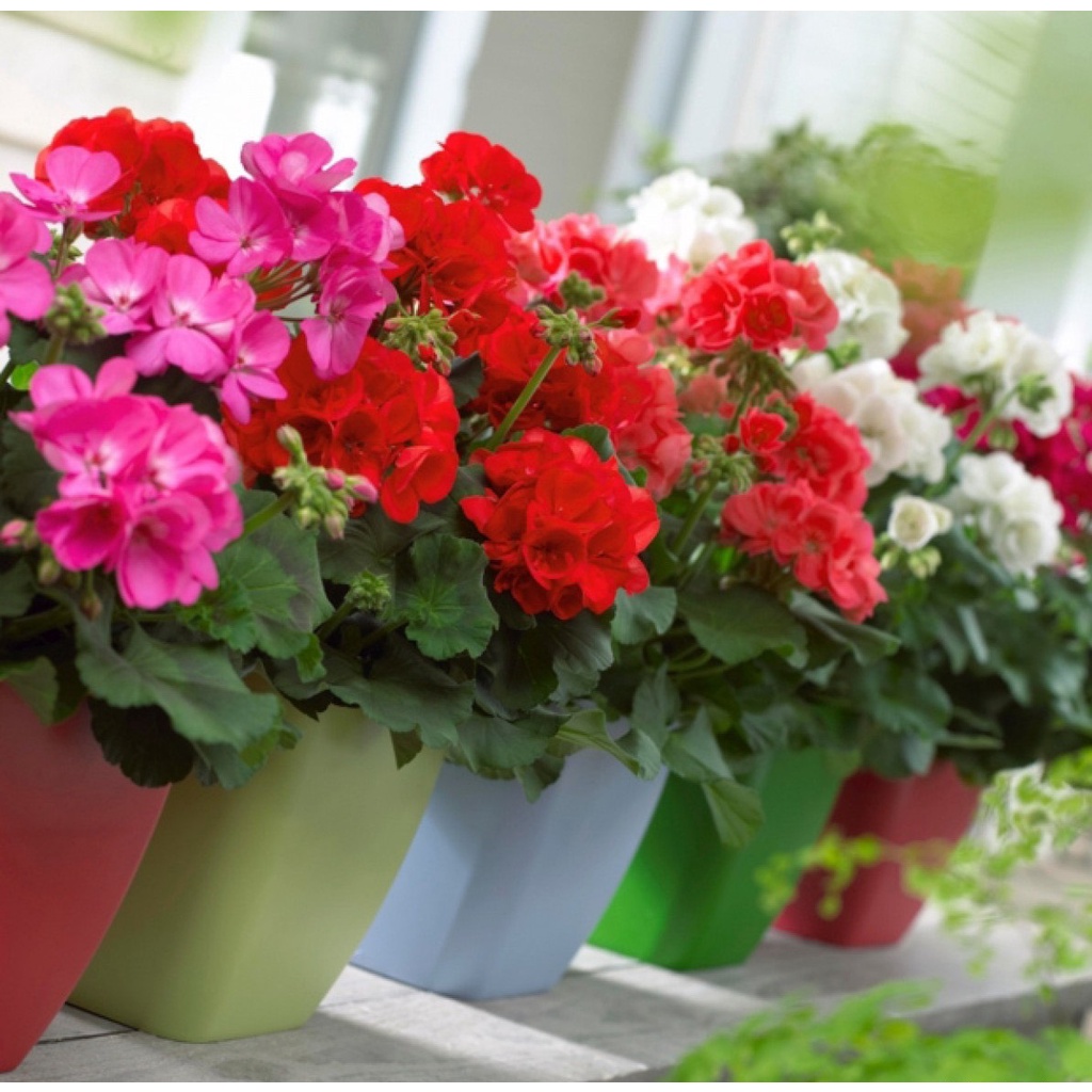 Hạt Giống Hoa Phong Nữ Thảo F1 Loại dễ trồng hoa nở đẹp chống sâu bệnh