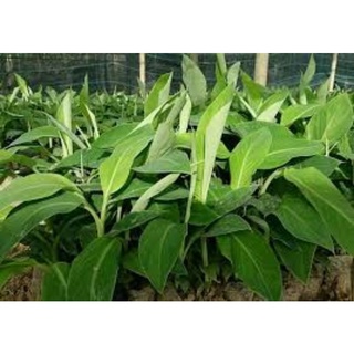 Cây giống chuối tiêu cấy mô