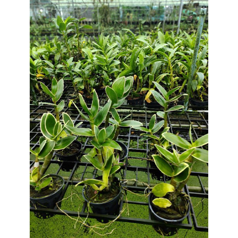 Den chớp thongchai gold