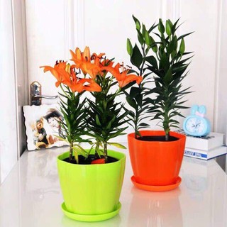củ HOA LY LÙN HÀ LAN-củ giống