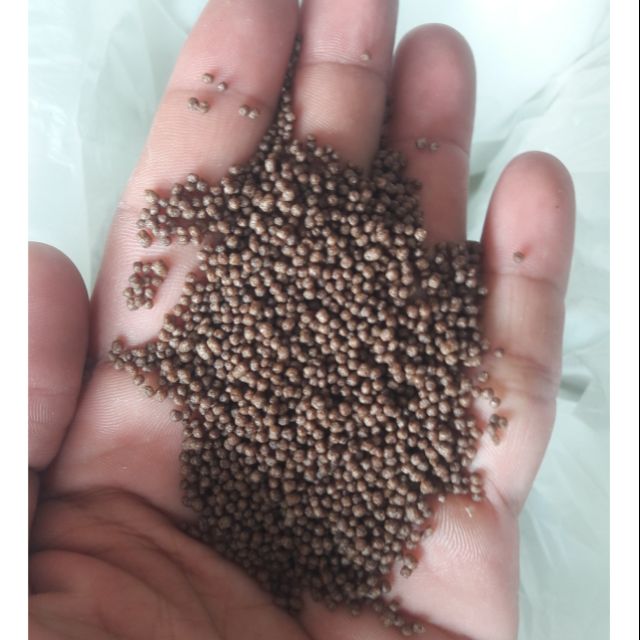 CÁM CÂU CÁ TRA 40 ĐỘ ĐẠM 1KG