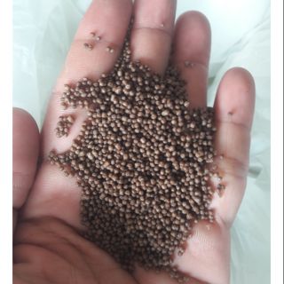 CÁM CÂU CÁ TRA 40 ĐỘ ĐẠM 1KG