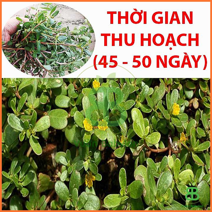 Hạt Giống Rau Sam Giàu Dinh Dưỡng 2Gr