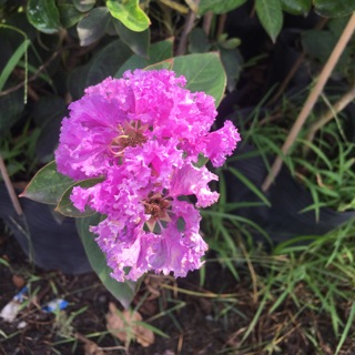 Cây hoa tường vy hoa tím