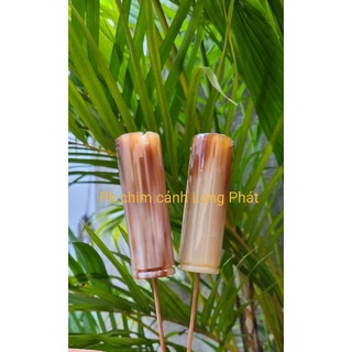 Đầu cầu sừng bò Phi dành cho Mi
