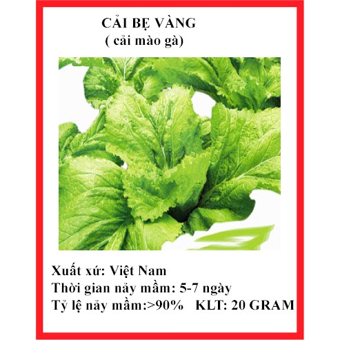 20 gram hạt giống rau cải bẹ vàng ( cải mào gà)