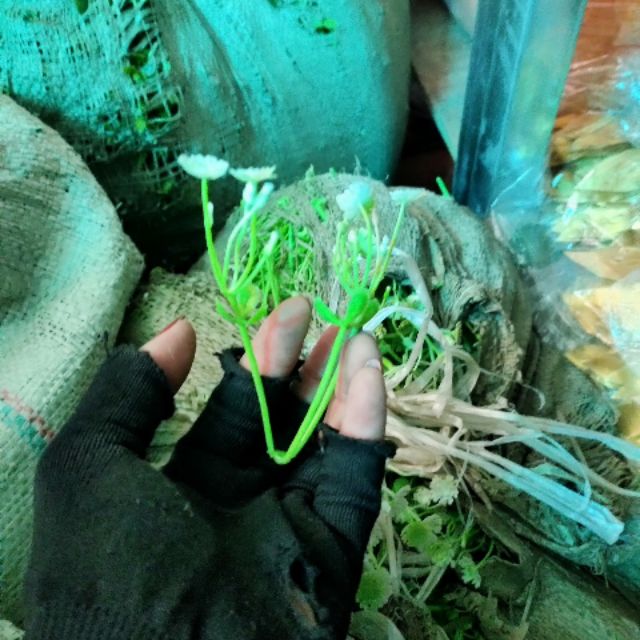 Cỏ phụ kiện làm hoa