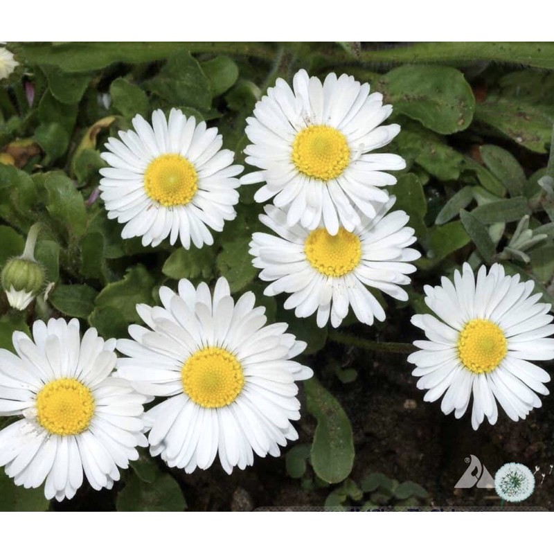 Hạt Giống Hoa Cúc Anh Bellis Siêu Lùn | SL: 50 HẠT