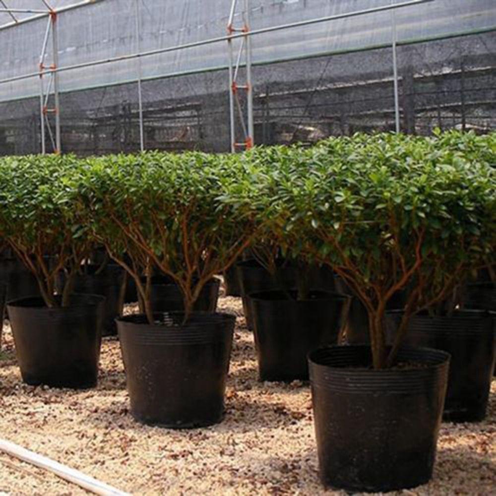 100 Hộp Gieo Hạt Trồng Cây