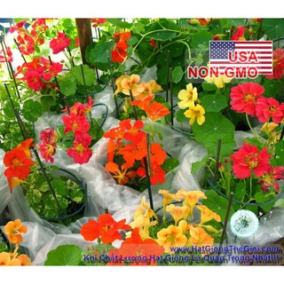 15h hạt giống sen cạn lùn - mix nhiều màu