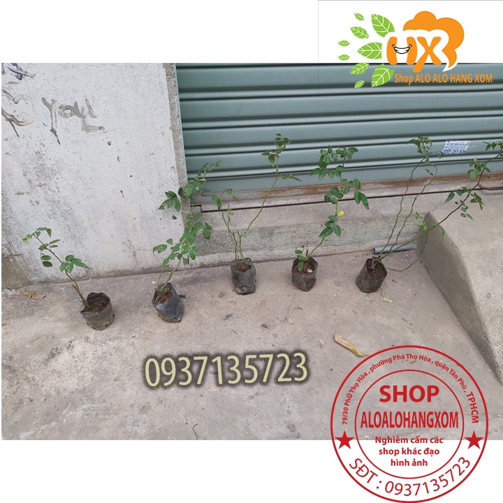 Combo 5 cây hoa hồng tầm xuân cây giống