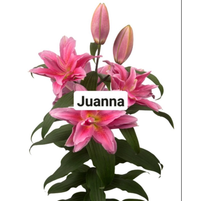 CỦ GIỐNG HOA LY KÉP JUANNA