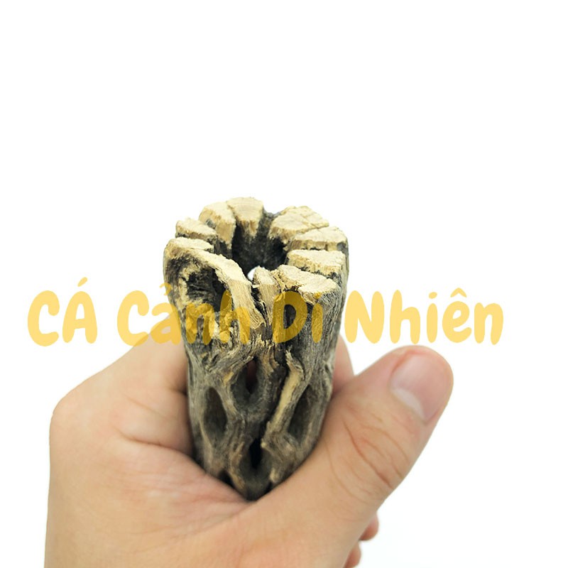 Lũa xương rồng Cholla Cactus size 15 cm chuyên dùng cho tép cảnh