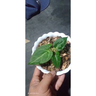 Khuyên Tai Hình Voi Độc Đáo