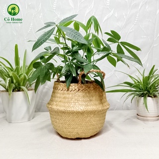 GIỎ CỎ BÀNG  TRANG TRÍ TẾT/CÓI BÀNG/GIỎ TRỒNG CÂY/ ĐỰNG QUẦN ÁO/DECOR _CỎ HOME