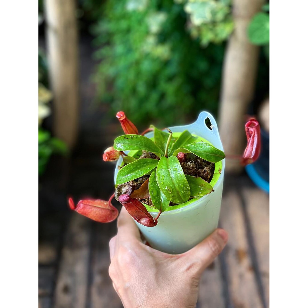 Cây Nepenthes ventrata Upper Pitcher (cây Nắp Ấm Đỏ) chậu thuỷ sinh 2 lớp