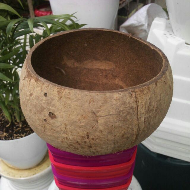 Chậu gáo dừa 12-15cm