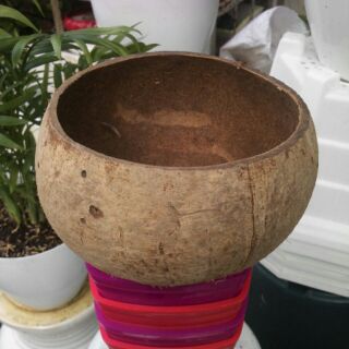 Chậu gáo dừa 12-15cm
