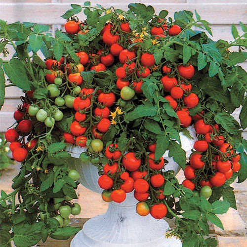 Hạt giống cà chua bi lùn đỏ ( tặng kèm viên nén kích thích ươm hạt ) 30 hạt