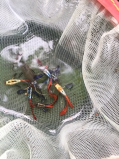 Guppy Dumbo Redtail Ribbon theo cặp đẹp