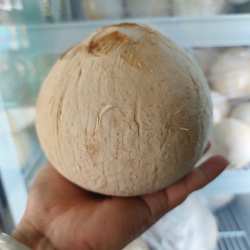 Dừa trọc Bến Tre