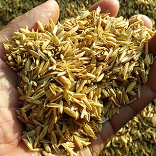 Vỏ trấu trồng rau hoa, thủy canh, chăn nuôi.. 1 KG