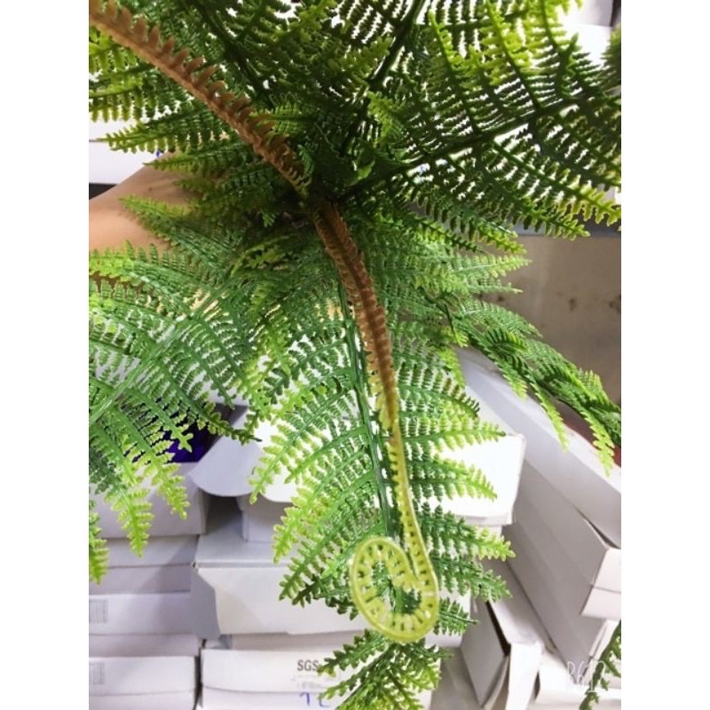 Cụm dương sỉ ( dương sỉ ) đại giống thật 99%