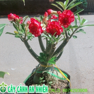 Cây Sứ Thái