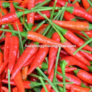 30H - HẠT GIỐNG ỚT HIỂM Hạt Giống Nông Trại Xanh