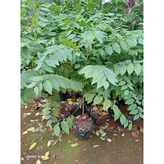 Cây giống chùm ruột chua (cho trái siêu sớm)