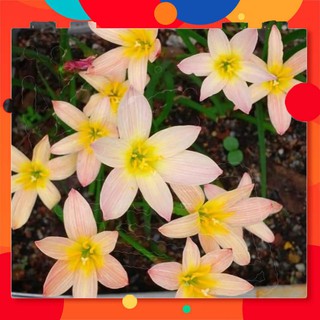 ƯU ĐÃI CHÀO HÈ 💥Set 20 củ Sunset Strain💥 củ mẹ đã có khả năng cho hoa ngay sau trồng