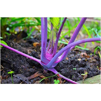 Thuốc diệt ruồi xanh RADO 20gr