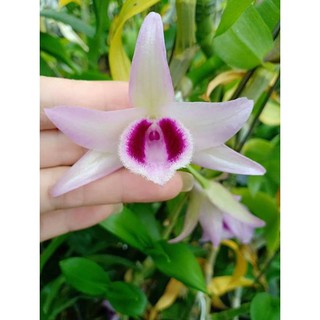 hoa phong lan phi điệp lá mít gieo hạt