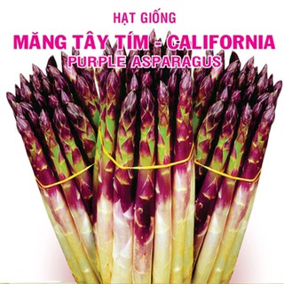 Hạt giống Măng tây tím