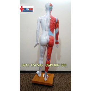 MÔ HÌNH GIẢI PHẪU HUYỆT VỊ CƠ THỂ NGƯỜI CAO 178CM