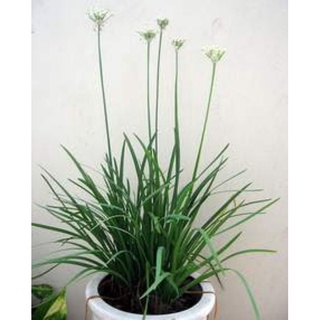 50 cây hẹ giống