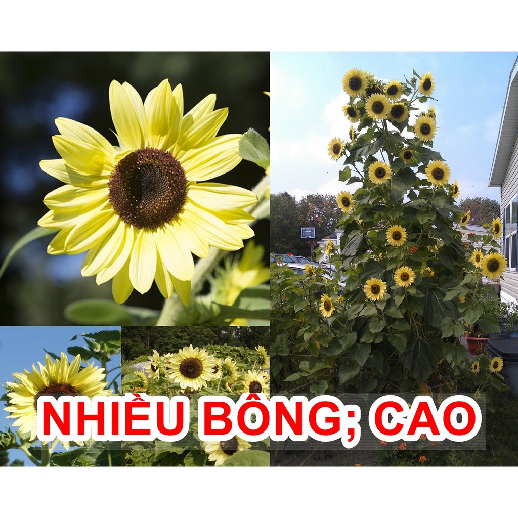 10h Hạt Giống Hoa Hướng Dương Chanh Vàng Nhiều Bông Cao(C1.303| B5*V25)