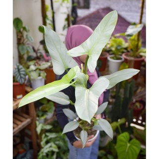 Kiếm Bạc, trầu bà, philodendron hastatum. ( cây giống )