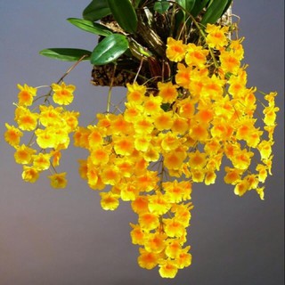 Khóm Lan vảy rồng rừng