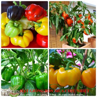 Hạt Giống Ớt Ngọt Nhiều Màu 10 Hạt ĐẾN MÙA TRỒNG TẾT luckyseed hạt siêu rẻ